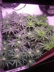 Flo21 (2)