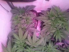 Purple Afghan Kush - Black D.O.G