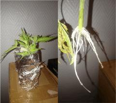 premier bouturage en bonne voie