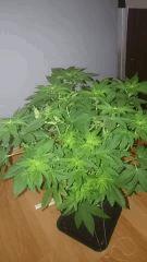 Great White Shark Flo 13