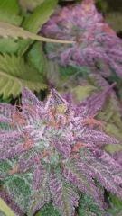 banane? Flowerbomb kush F+51