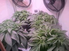 Cro 38 (3)
