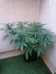 Bubba Gift Outdoor+59