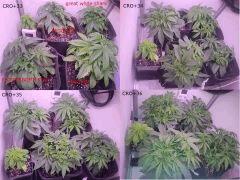 Cro 33 36 pincage