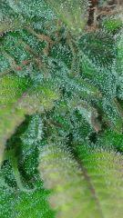 Afgooey Flo 70 (3)