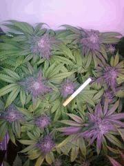 Flo 49 FBK   haut