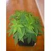GWS Cro 37   Avec flash