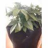 GWS Cro 37   feuilles Du Bas sans flash