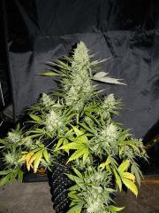 Critical Jack Dinafem