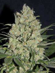 Apex Critical