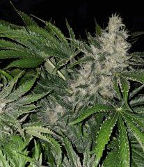 Nepal Kush 2 - Flo +50