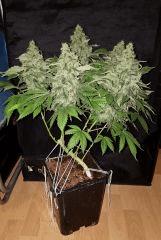 White Widow - Flo +59