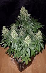 CBD Shark - Flo +50