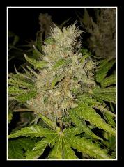 Nepal Kush 2 - Flo +59