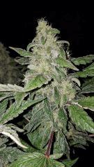White Widow - Flo +50
