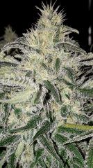 Nepal Kush 2 - Flo+45