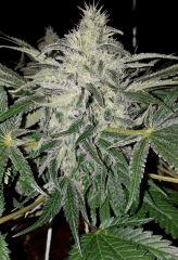 Nepal Kush 2 - Flo+45