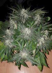 Nepal Kush 1 - Flo+45