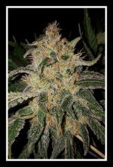 Nepal Kush 1 - Flo +59