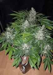 Nepal Kush 2 - Flo +50