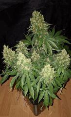 CBD Shark - Flo +59