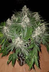 Nepal Kush 1 - Flo +59