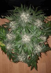 Nepal Kush 1 - Flo +59
