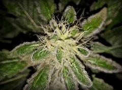 White Widow - Flo+45