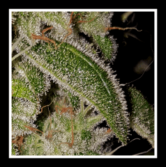 White Widow - Flo +59