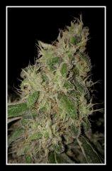 White Widow - Flo +59
