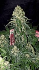 CBD Shark - Flo +50