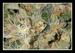 Nepal Kush 2 - Flo +59