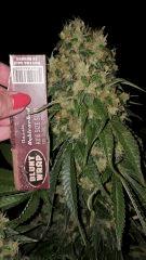 CBD Shark - Flo +59