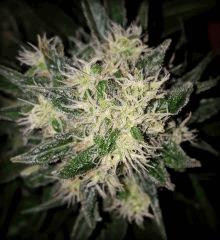 CBD Shark - Flo+45