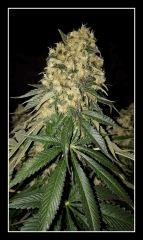 CBD Shark - Flo +59