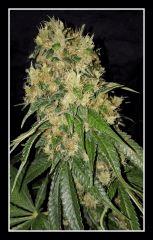 CBD Shark - Flo +59