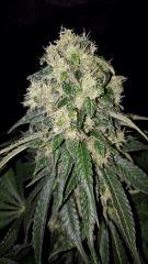 CBD Shark - Flo +50