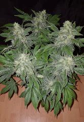 White Widow - Flo +50