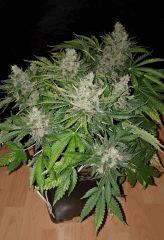 Nepal Kush 2 - Flo +59