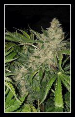 Nepal Kush 2 - Flo +59