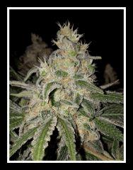 Nepal Kush 1 - Flo +59