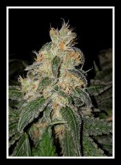 Nepal Kush 1 - Flo +59