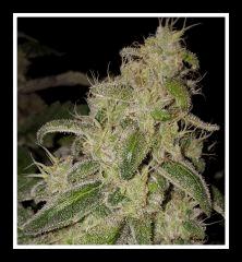 White Widow - Flo +59
