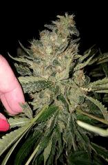 Nepal Kush 2 - Flo +59
