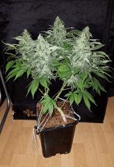 White Widow - Flo +50