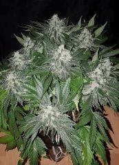 Nepal Kush 1 - Flo +50