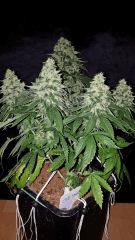 CBD Shark - Flo +50