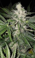 White Widow - Flo+45