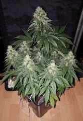CBD Shark - Flo+45