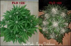 Nepal Kush 1